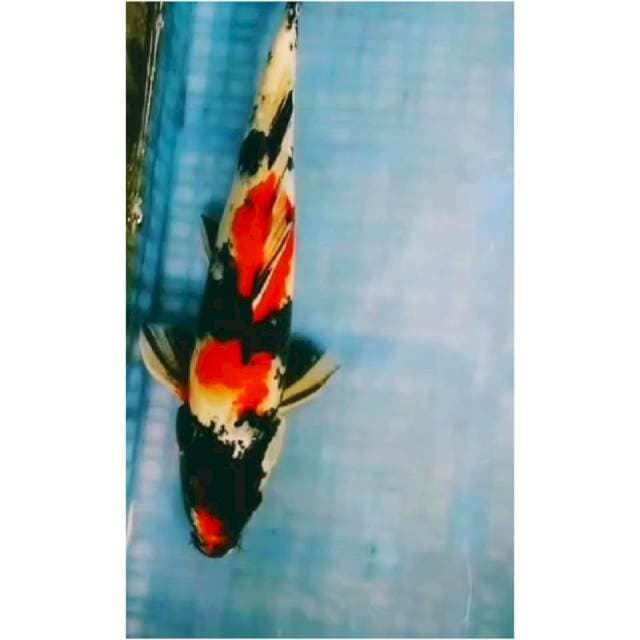 ~{MAWAR}~SHOWA JOS 35cm