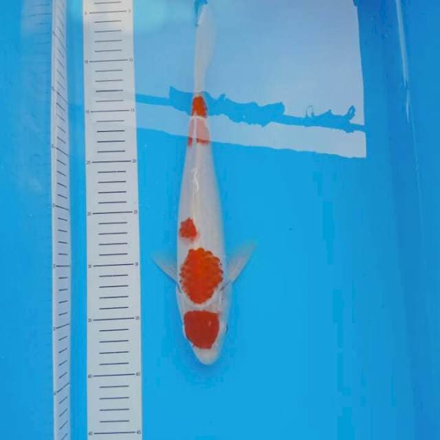 kohaku 