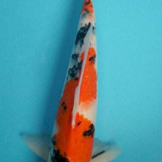 Sanke male 41cm