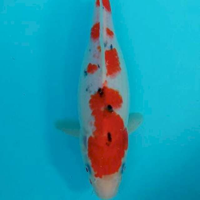 Sanke size 28cm female