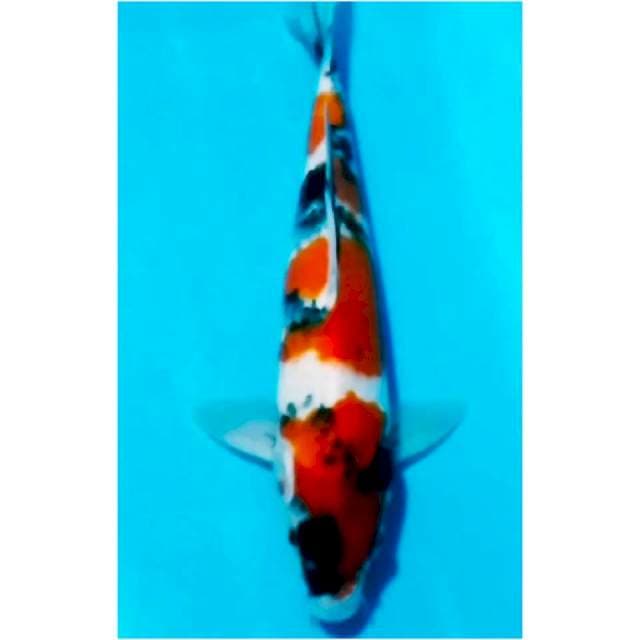 ~{stnk}~showa JOS 36cm