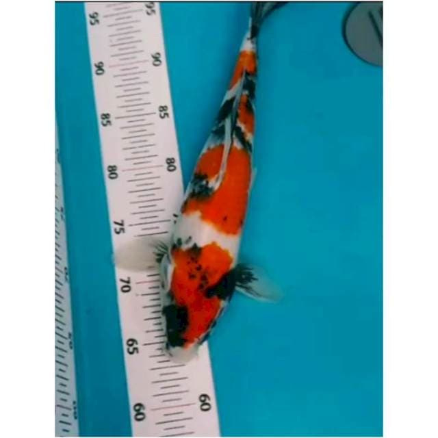 ~{stnk}~showa JOS 36cm