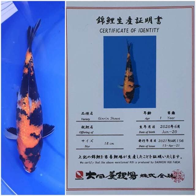 Showa ginrin Dainichi 29Cm