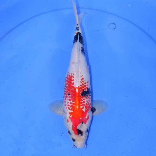 32cm KANOKO KINDAY SHOWA