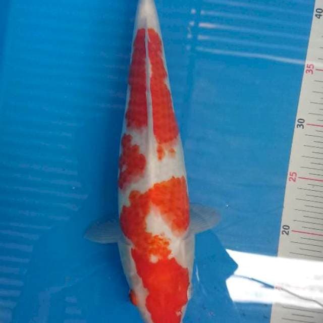 Kohaku