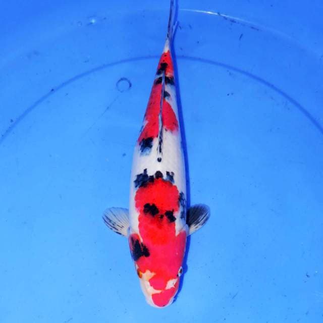 30cm SANKE