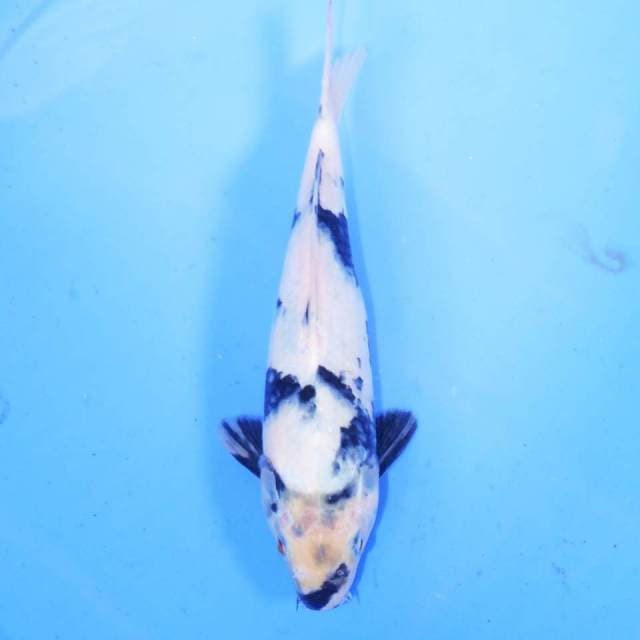 28cm TATEGOI SHIRO
