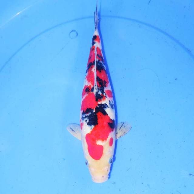 29cm SANKE