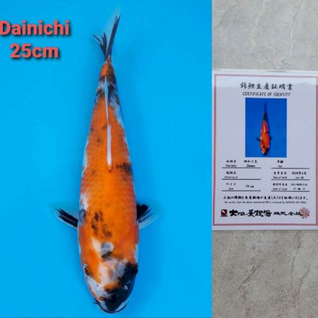 Dainichi Showa Certi