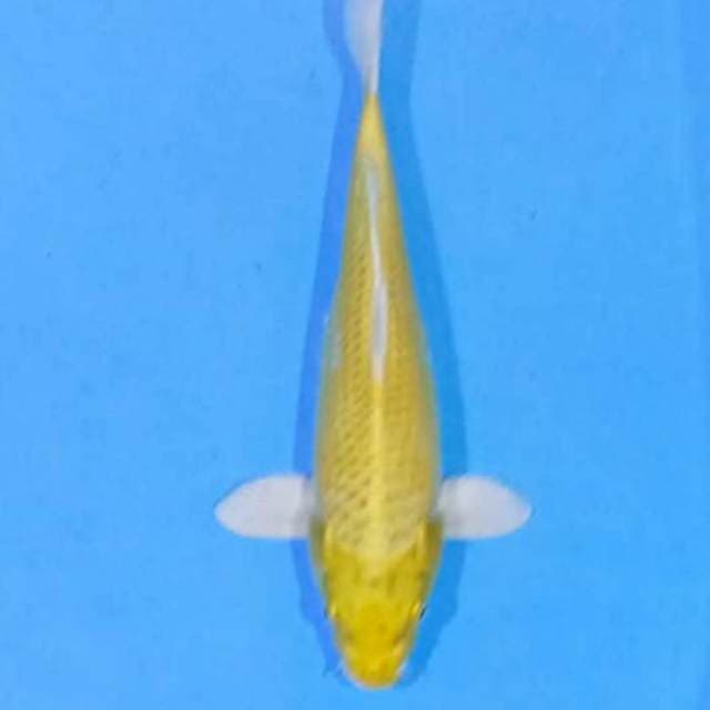 Yamabuki ogon