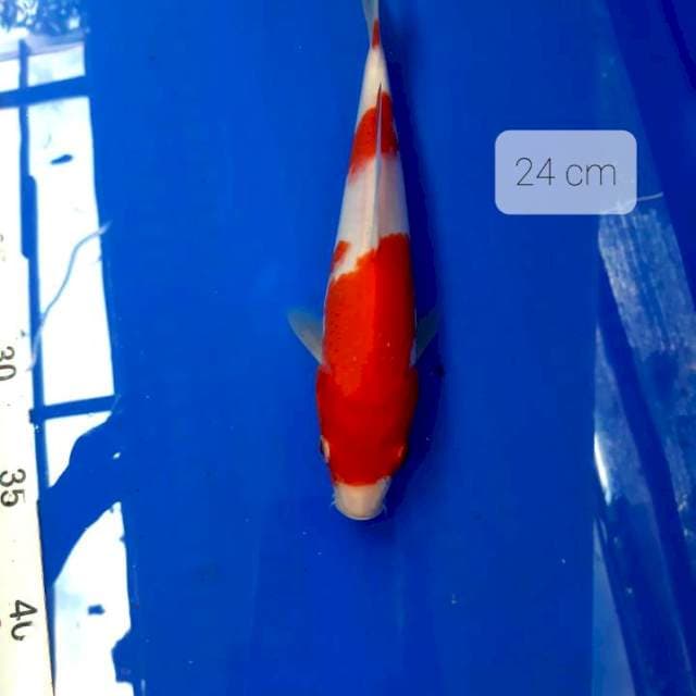Kohaku 24 cm