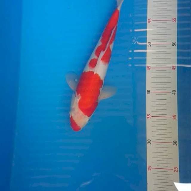 Kohaku male 33cm