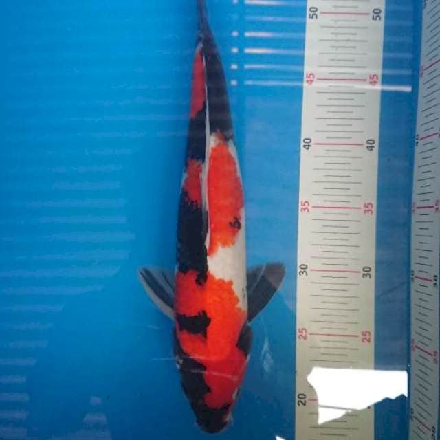 Showa male 37cm