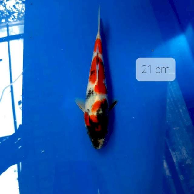 Kindai showa 21 cm