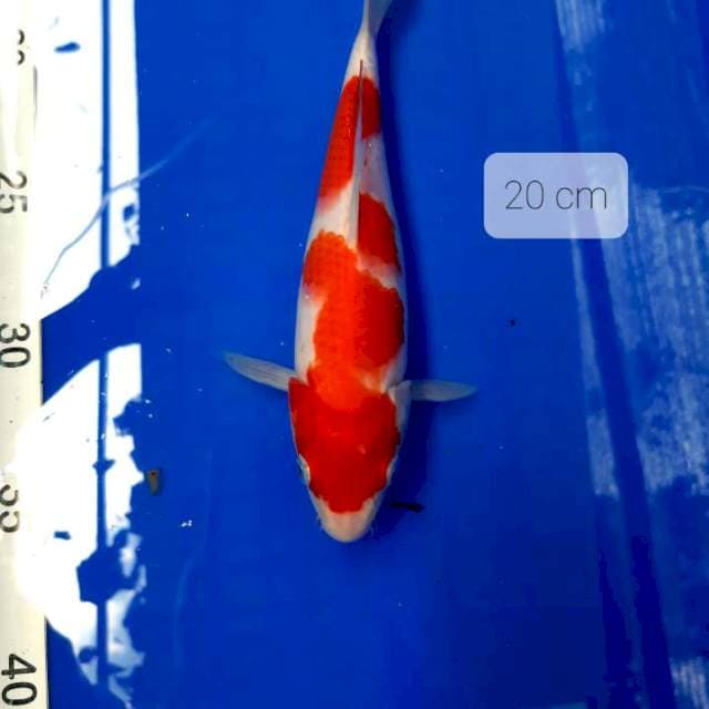 Kohaku bulky 20 cm
