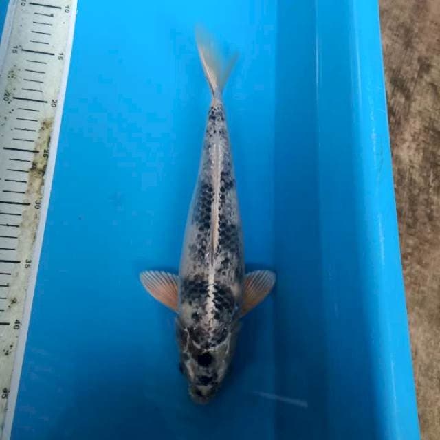 Kage kinshiro. 32cm male