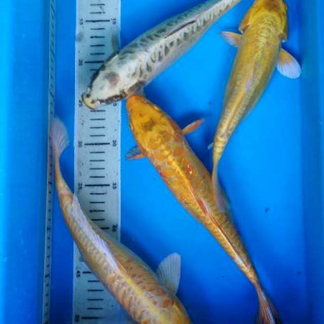 ogon 27-33 cm