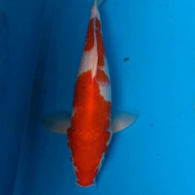 Kohaku 