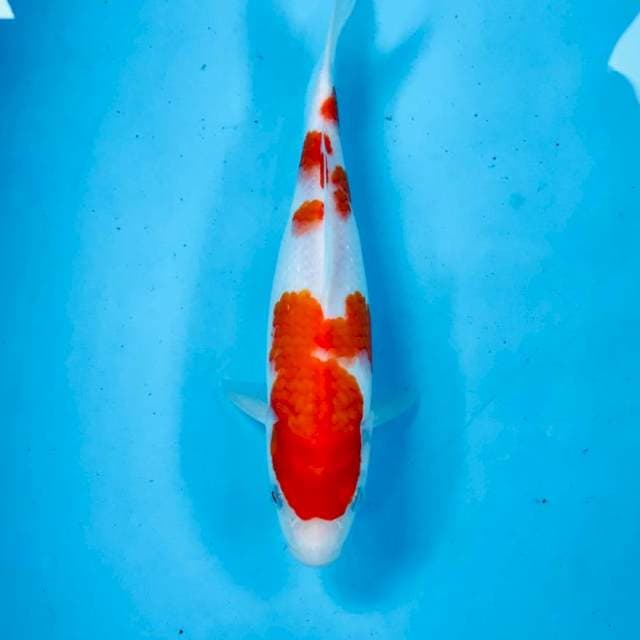 Kohaku, 25 cm
