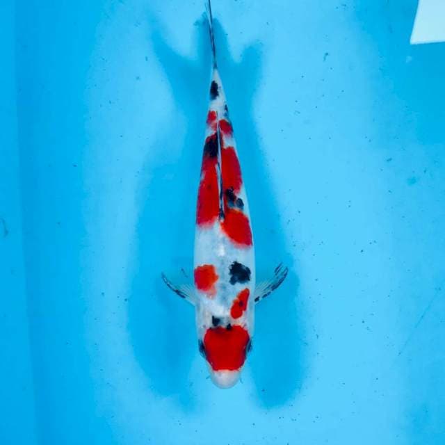 Sanke, 23 cm