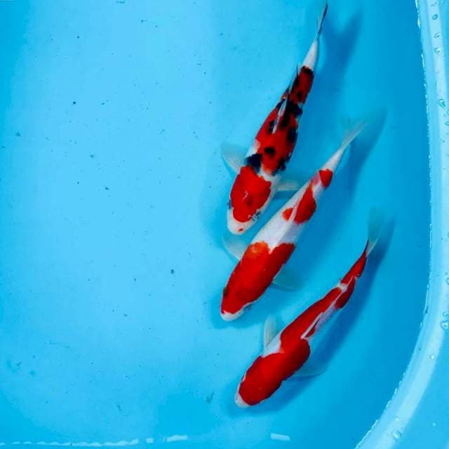 Mix koi, 22-25 cm