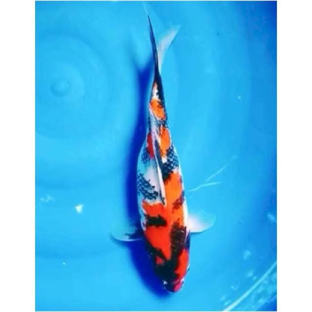 ~{m3}~SHOWA JOS 30cm