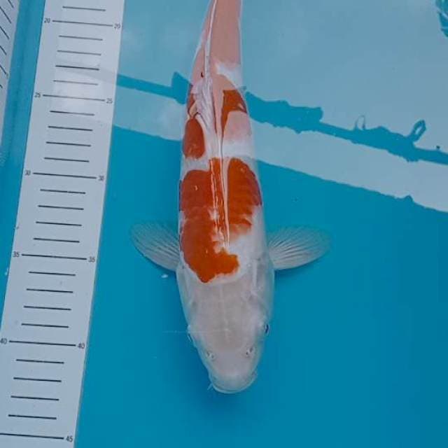 Kohaku