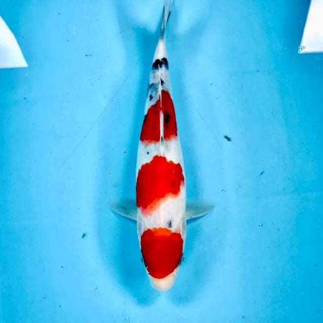 Sanke, 27 cm
