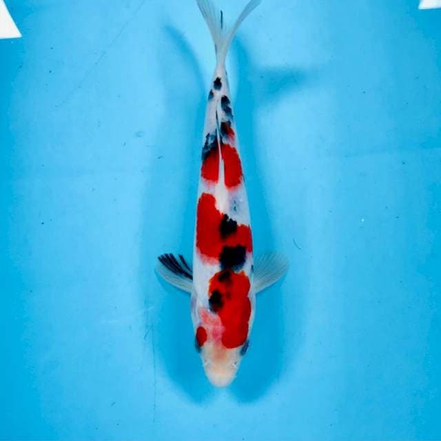 Sanke, 23 cm