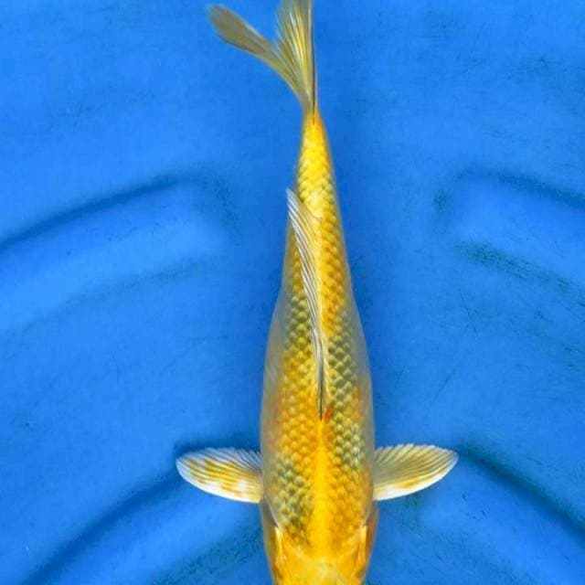 Original patern 31cm kinshowa