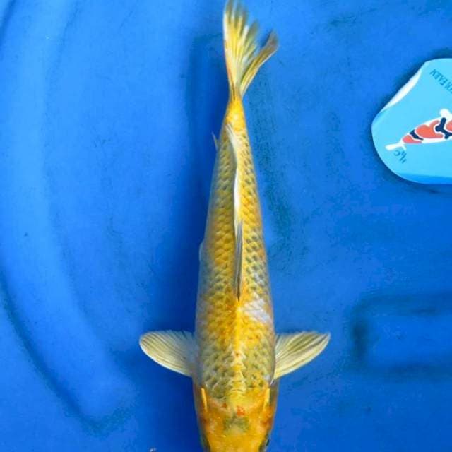 Original patern 32cm kinshowa