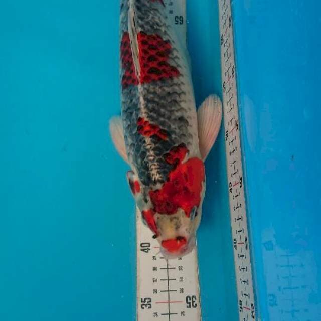 goshimin male 44cc