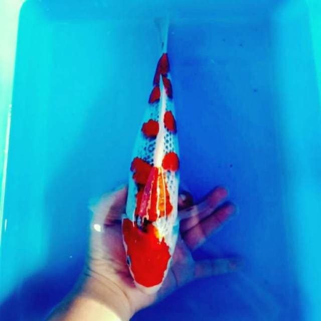 Goshiki muanteeb 35cm