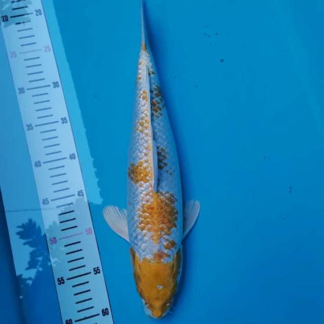 Hariwake Ghirin 45bu female 