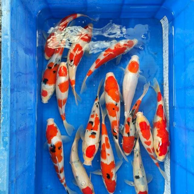 KOHAKU, SANKE, TANCHO (HQ) 15 EKOR