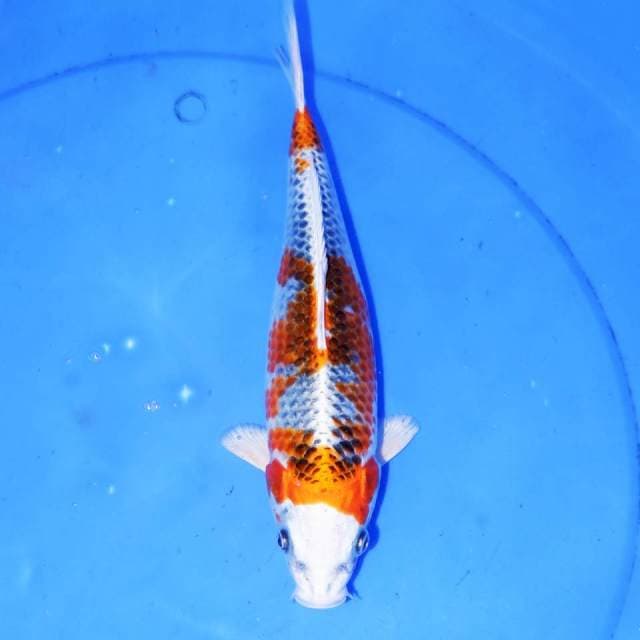 KUJAKU 27cm