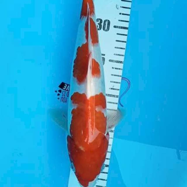 Showa 33cm