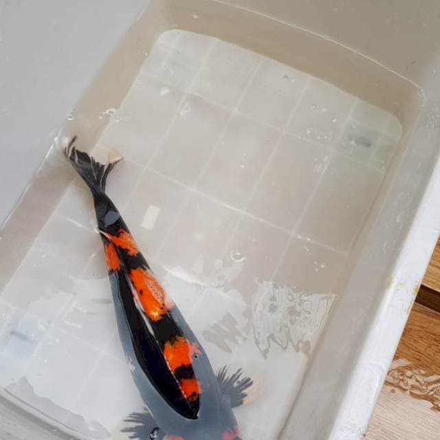 Showa Bulky 50cm
