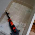 Showa Bulky 50cm