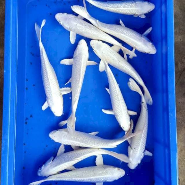 Mix platinum ginrin 30bu 11ekor