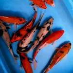 Paket mix sowa 10 ekor