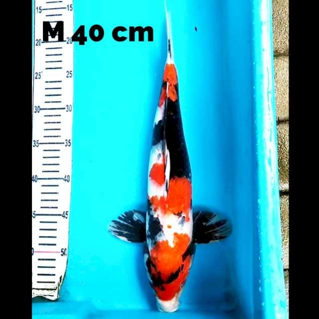 Showa 40 cm