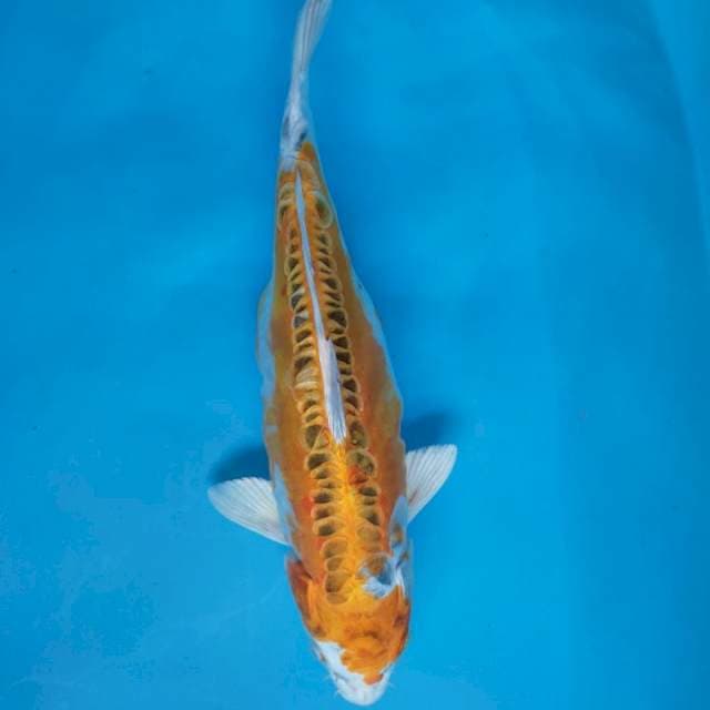 KIKO KUNING 33cm
