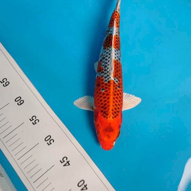 KUJAKU 35 cm