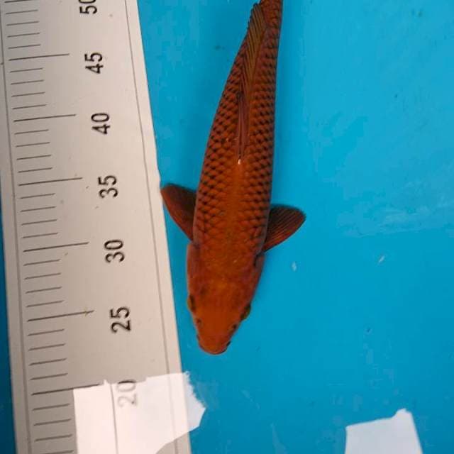 CHAGOI TEMBAGA 33 cm