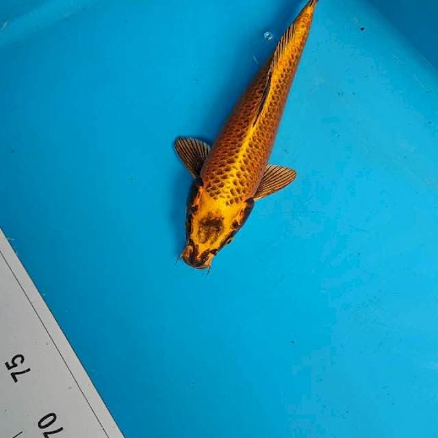 Gold mukashi 30 cm