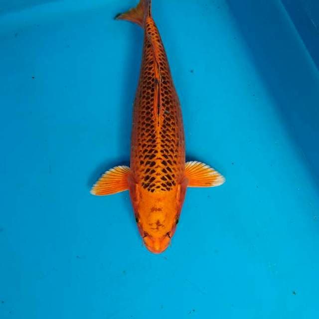 Kin matsuba 29 cm