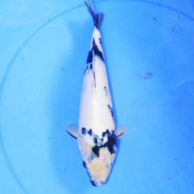28cm TATEGOI SHIRO