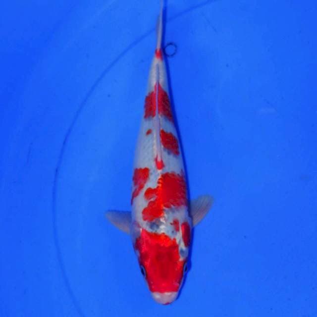32cm GOSHIKI