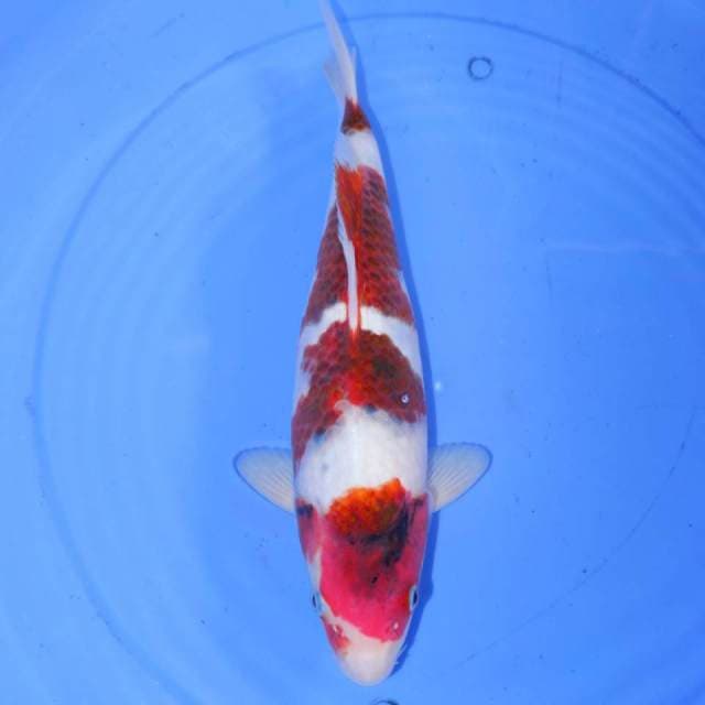 34cm KOROMO